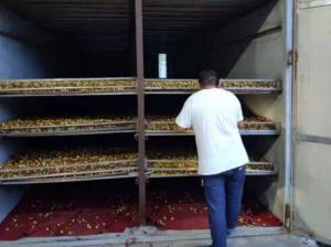 湖南祁东:烟草烤房飘枣香一房多用助增收