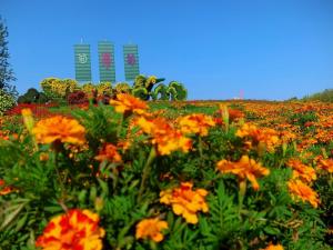 十一出游好去处,北京国际鲜花港已进入赏花盛花期!
